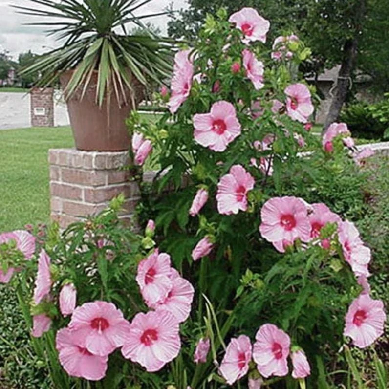 Hardy Hibiscus Lady Baltimore Live Plant – Pack of 3 – 4-6 Inches Tall – Giant Pink Blooms - Image 4