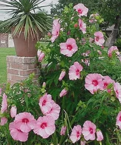 Hardy Hibiscus Lady Baltimore Live Plant – Pack of 3 – 4-6 Inches Tall – Giant Pink Blooms - Image 5