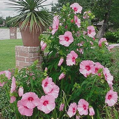 Hardy Hibiscus Lady Baltimore Live Plant – Pack of 3 – 4-6 Inches Tall – Giant Pink Blooms - Image 5