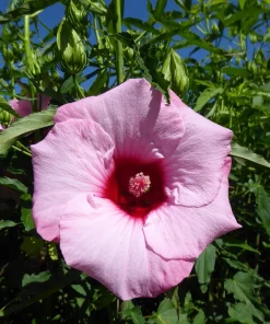 Hardy Hibiscus Lady Baltimore Live Plant – Pack of 3 – 4-6 Inches Tall – Giant Pink Blooms - Image 6