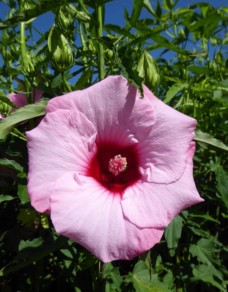 Hardy Hibiscus Lady Baltimore Live Plant – Pack of 3 – 4-6 Inches Tall – Giant Pink Blooms - Image 6