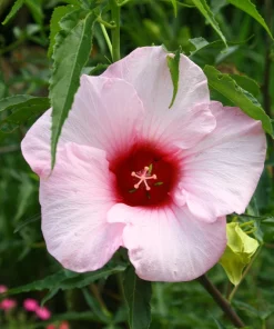 Hardy Hibiscus Lady Baltimore Live Plant – Pack of 3 – 4-6 Inches Tall – Giant Pink Blooms - Image 7
