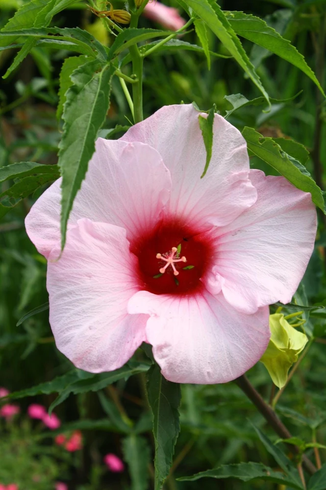 Hardy Hibiscus Lady Baltimore Live Plant – Pack of 3 – 4-6 Inches Tall – Giant Pink Blooms - Image 7