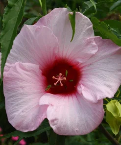 Hardy Hibiscus Lady Baltimore Live Plant – Pack of 3 – 4-6 Inches Tall – Giant Pink Blooms - Image 8