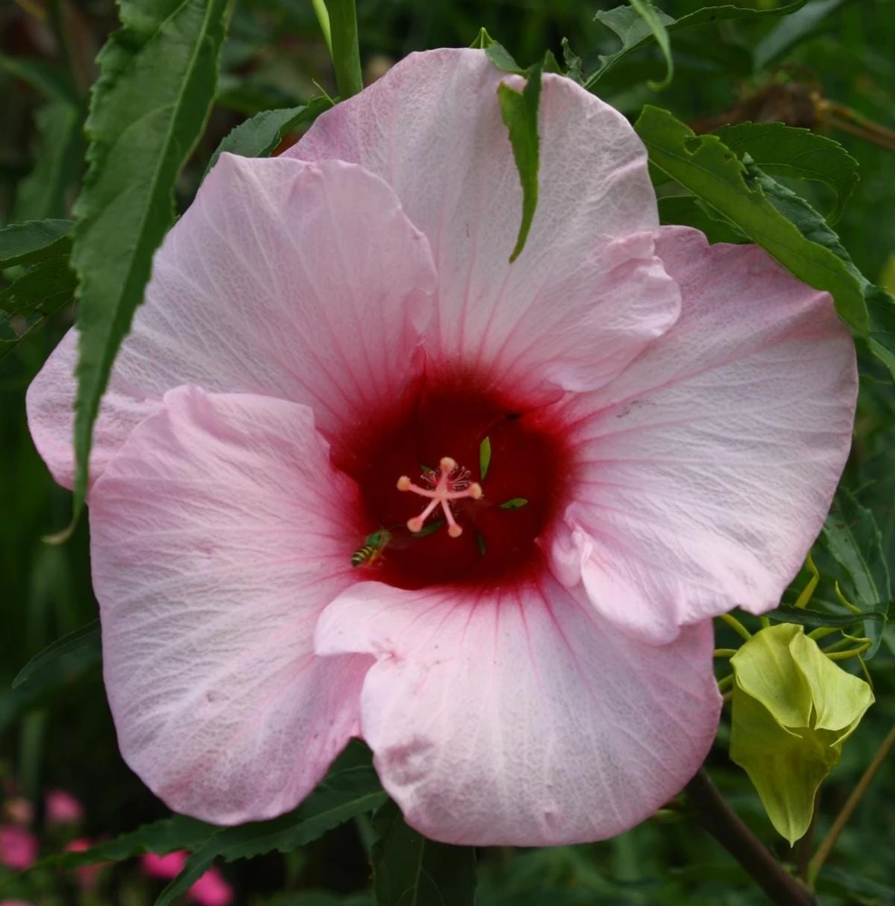 Hardy Hibiscus Lady Baltimore Live Plant – Pack of 3 – 4-6 Inches Tall – Giant Pink Blooms - Image 8