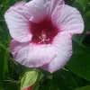 Hardy Hibiscus Lady Baltimore Live Plant – Pack of 3 – 4-6 Inches Tall – Giant Pink Blooms - Image 1