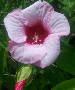 Hardy Hibiscus Lady Baltimore Live Plant – Pack of 3 – 4-6 Inches Tall – Giant Pink Blooms - Image 1