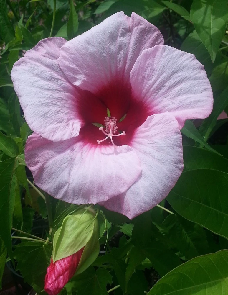 Hardy Hibiscus Lady Baltimore Live Plant – Pack of 3 – 4-6 Inches Tall – Giant Pink Blooms - Image 1