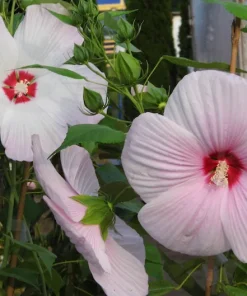 Hardy Hibiscus Luna Pink Swirl Live Plant - 2.5" Pot, Pink Flowers, Outdoor Perennial - Image 2