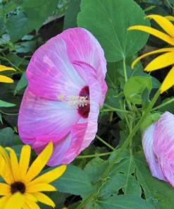Hardy Hibiscus Luna Pink Swirl Live Plant - 2.5