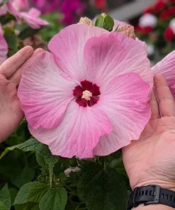 Hardy Hibiscus Luna Pink Swirl Live Plant - 2.5
