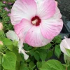 Hardy Hibiscus Luna Pink Swirl Live Plant - 2.5" Pot, Pink Flowers, Outdoor Perennial - Image 1