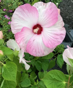 Hardy Hibiscus Luna Pink Swirl Live Plant - 2.5" Pot, Pink Flowers, Outdoor Perennial - Image 1