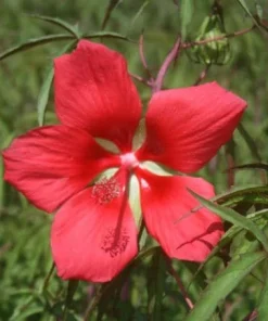 Hardy Hibiscus Texas Star Red Live Plant - 4-6 Inch Tall Perennial - Image 2