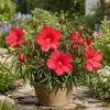 Hardy Hibiscus Texas Star Red Live Plant - 4-6 Inch Tall Perennial - Image 1