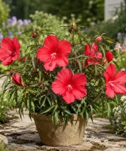 Hardy Hibiscus Texas Star Red Live Plant - 4-6 Inch Tall Perennial - Image 1