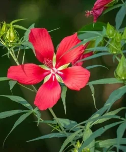 Hardy Hibiscus Texas Star Red Live Plant - 4-6 Inch Tall Perennial - Image 3