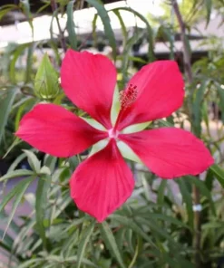 Hardy Hibiscus Texas Star Red Live Plant - 4-6 Inch Tall Perennial - Image 4