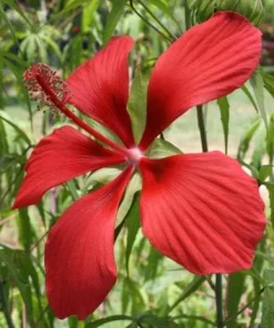 Hardy Hibiscus Texas Star Red Live Plant - 4-6 Inch Tall Perennial - Image 5