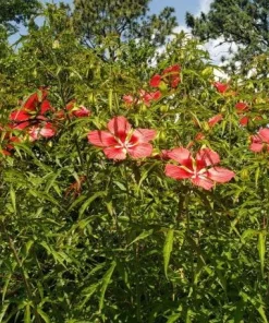 Hardy Hibiscus Texas Star Red Live Plant - 4-6 Inch Tall Perennial - Image 6