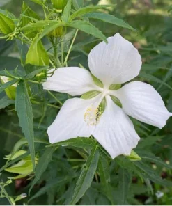 Hardy Hibiscus Texas Star White Live Plant - 4-6 Inch Tall Perennial Flower - Image 2