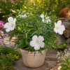 Hardy Hibiscus Texas Star White Live Plant - 4-6 Inch Tall Perennial Flower - Image 1