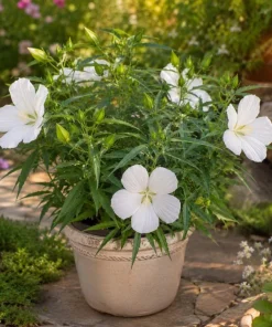 Hardy Hibiscus Texas Star White Live Plant - 4-6 Inch Tall Perennial Flower - Image 1