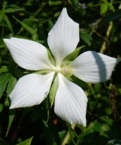 Hardy Hibiscus Texas Star White Live Plant - 4-6 Inch Tall Perennial Flower - Image 3