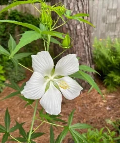 Hardy Hibiscus Texas Star White Live Plant - 4-6 Inch Tall Perennial Flower - Image 4