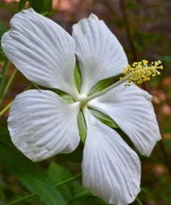 Hardy Hibiscus Texas Star White Live Plant - 4-6 Inch Tall Perennial Flower - Image 5