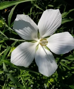 Hardy Hibiscus Texas Star White Live Plant - 4-6 Inch Tall Perennial Flower - Image 6