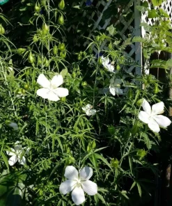 Hardy Hibiscus Texas Star White Live Plant - 4-6 Inch Tall Perennial Flower - Image 7