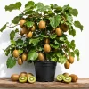 Hardy Kiwi Plants Live - Set of 2 Starter Vines 4-6 Inch, Fruit Vine for Garden - Image 1