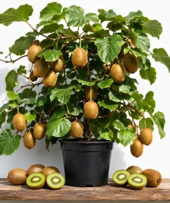 Hardy Kiwi Plants Live - Set of 2 Starter Vines 4-6 Inch, Fruit Vine for Garden - Image 1