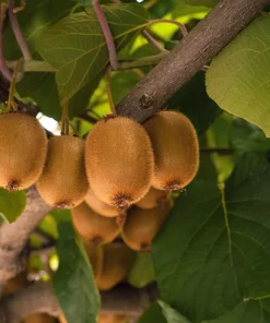 Hardy Kiwi Plants Live - Set of 2 Starter Vines 4-6 Inch, Fruit Vine for Garden - Image 2