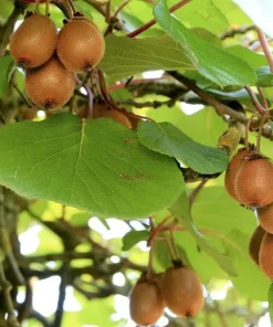 Hardy Kiwi Plants Live - Set of 2 Starter Vines 4-6 Inch, Fruit Vine for Garden - Image 4