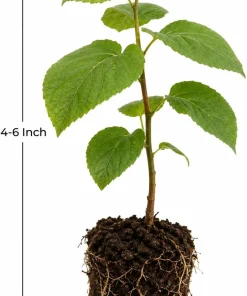 Hardy Kiwi Plants Live - Set of 2 Starter Vines 4-6 Inch, Fruit Vine for Garden - Image 5