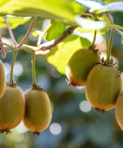 Hardy Kiwi Plants Live - Set of 2 Starter Vines 4-6 Inch, Fruit Vine for Garden - Image 6