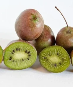 Hardy Kiwi Prolific Live Plant - Self-Fertile Fruit Tree - 4-6 Inches Starter - Image 2