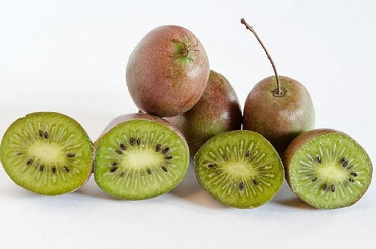 Hardy Kiwi Prolific Live Plant - Self-Fertile Fruit Tree - 4-6 Inches Starter - Image 2