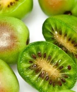 Hardy Kiwi Prolific Live Plant - Self-Fertile Fruit Tree - 4-6 Inches Starter - Image 3