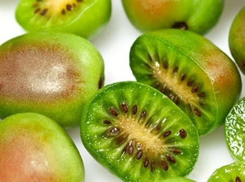 Hardy Kiwi Prolific Live Plant - Self-Fertile Fruit Tree - 4-6 Inches Starter - Image 3