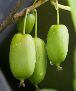 Hardy Kiwi Prolific Live Plant - Self-Fertile Fruit Tree - 4-6 Inches Starter - Image 4