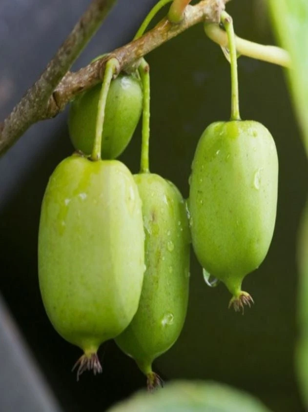Hardy Kiwi Prolific Live Plant - Self-Fertile Fruit Tree - 4-6 Inches Starter - Image 4