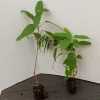 Hardy Kiwi Prolific Live Plant - Self-Fertile Fruit Tree - 4-6 Inches Starter - Image 1