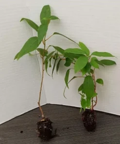 Hardy Kiwi Prolific Live Plant - Self-Fertile Fruit Tree - 4-6 Inches Starter - Image 1