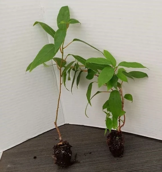 Hardy Kiwi Prolific Live Plant - Self-Fertile Fruit Tree - 4-6 Inches Starter - Image 1