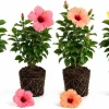 Hardy Mixed Hibiscus Live Plant 4 Pack – 4-7 Inches Tall Blooming Shrubs for Outdoor - Image 1