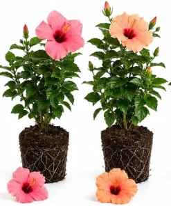 Hardy Mixed Hibiscus Live Plant 4 Pack – 4-7 Inches Tall Blooming Shrubs for Outdoor - Image 1
