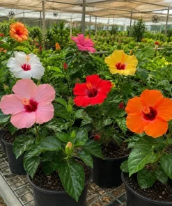 Hardy Mixed Hibiscus Live Plant 4 Pack – 4-7 Inches Tall Blooming Shrubs for Outdoor - Image 6